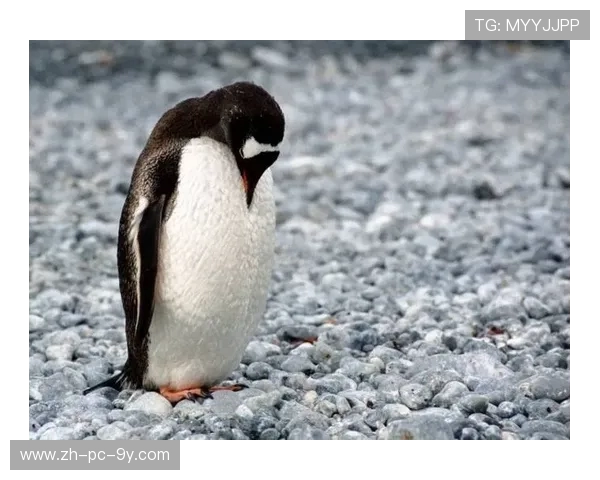 亚马尔地区的能源战略与全球气候变化的深远影响分析